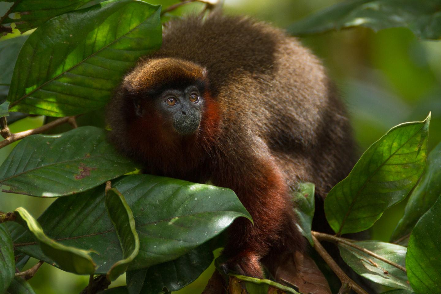 Coppery titi monkey in the Amazon rainforest