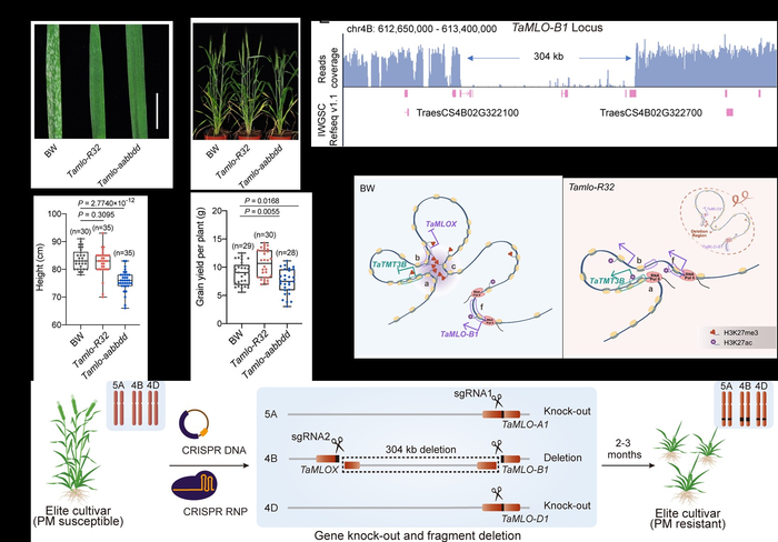 Genome editing-induced chromosomal rearrangement in wheat confers mlo-associated powdery mildew resistance without growth penalties