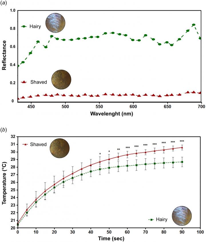 Reflective Saharan Silver Ant Hairs Thermoregulate, Create Bright Color (3 of 3)