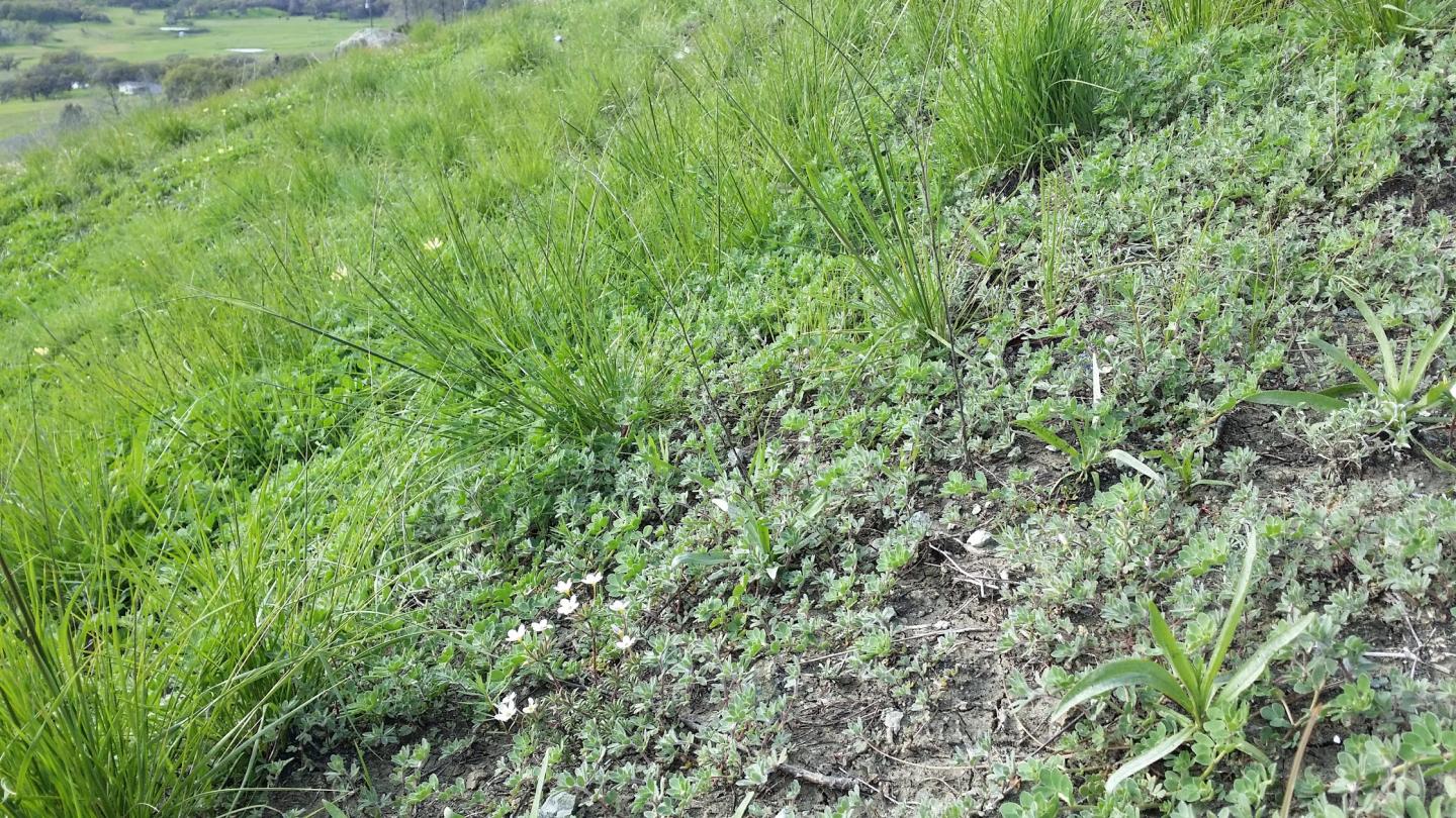 Annual-Dominated Grasslands at the Donald and Sylvia Mclaughlin University of California (3 of 3)