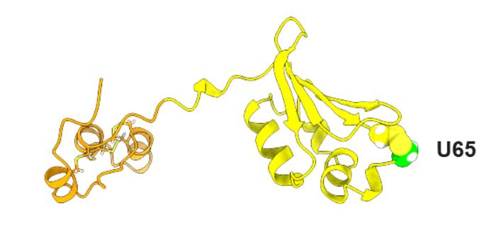 The team predicted a catcher’s mitt structure for the protein Sep15.