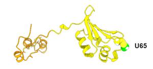 The team predicted a catcher’s mitt structure for the protein Sep15.