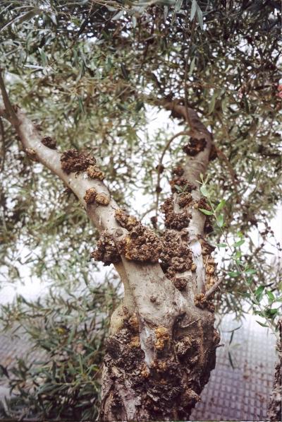 Olive Tuberculosis