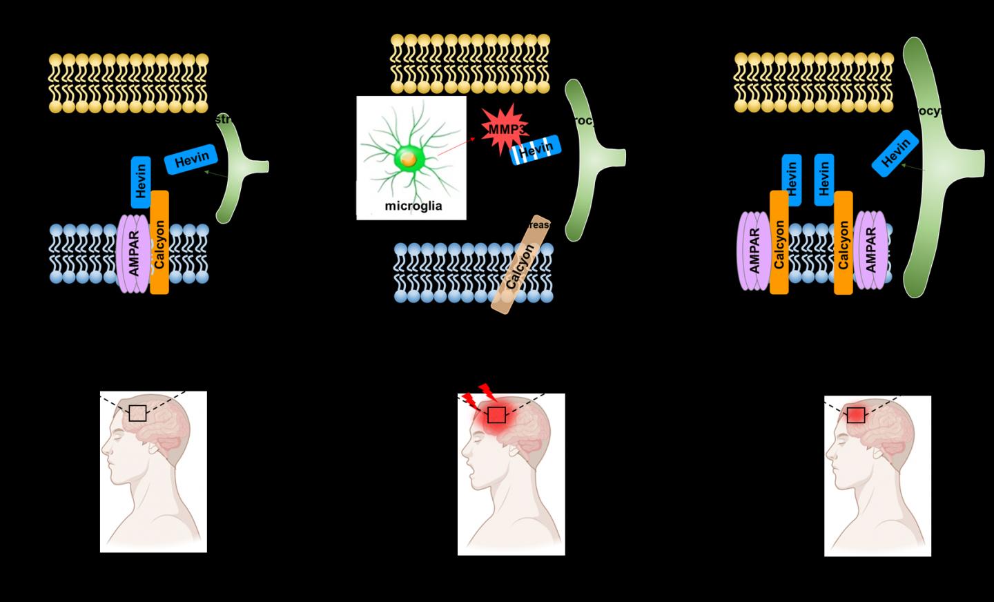 Mechanism of action of inflammatory activation enzymes