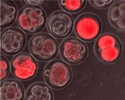 'Magical State' of Embryonic Stem Cells May Help Overcome Hurdles to Therapeutics