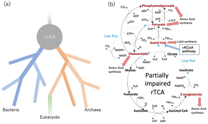 The kinetics hypothesis indicates a rACoA pathway and a complete rTCA cycle do not coexist inside the cell of LUCA