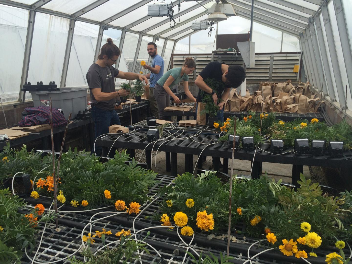 Biochar Can Substitute For Peat Moss in Marigold Production