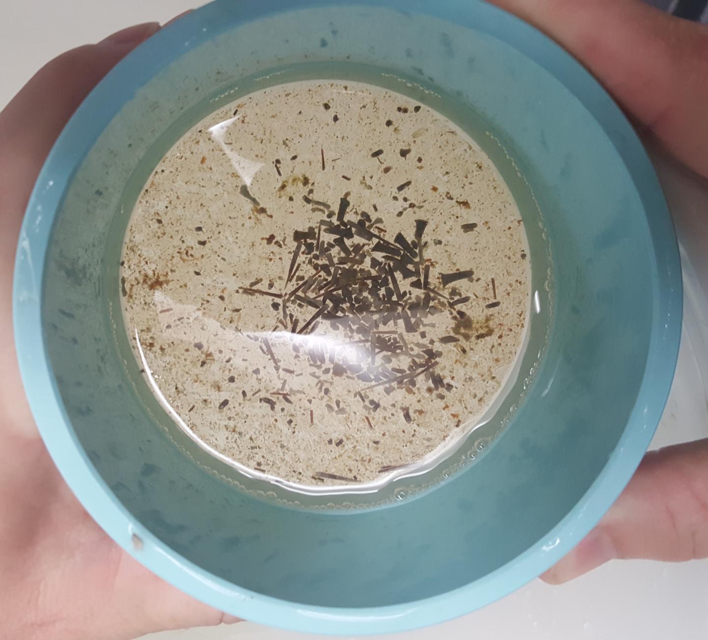 Crown-Of-Thorn Spine Fragments Found in a Fish Feces Sample