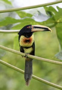 Collared Aracari