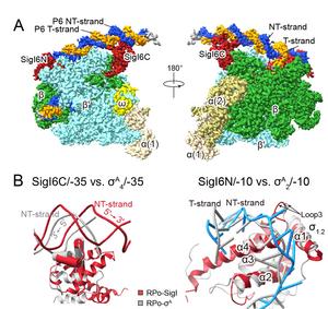 Cryo-EM structure of SigI6-RNAP-promoter complex