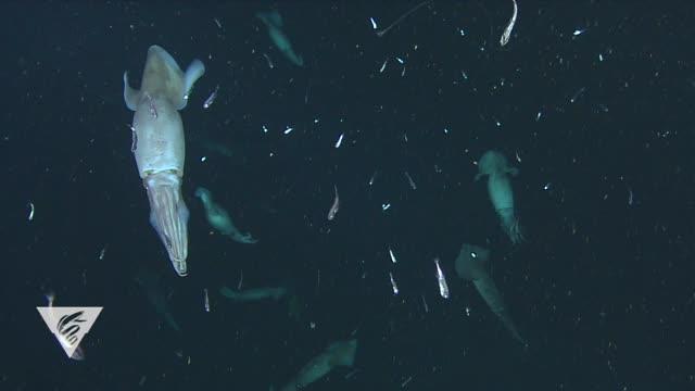 Humboldt Squid Changing Color