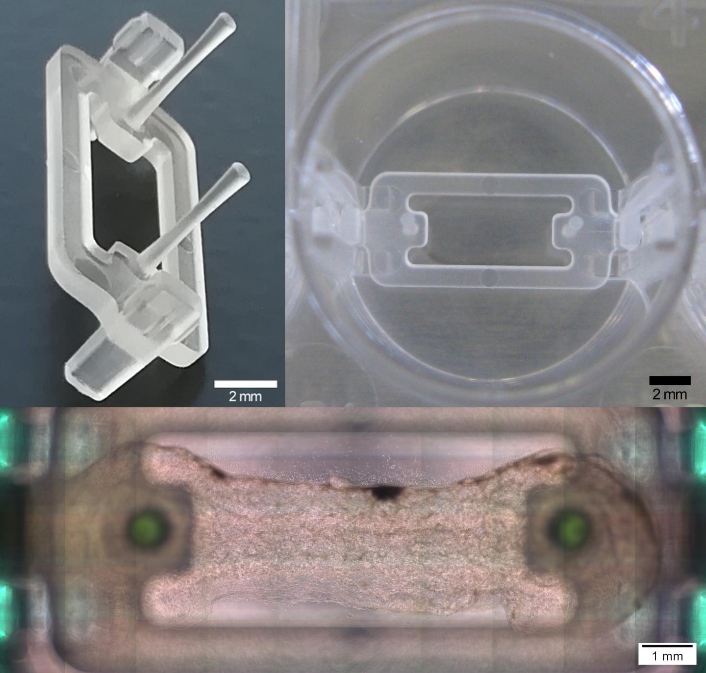 Microplate Platform for Muscle-Tendon Tissue Bioprinting