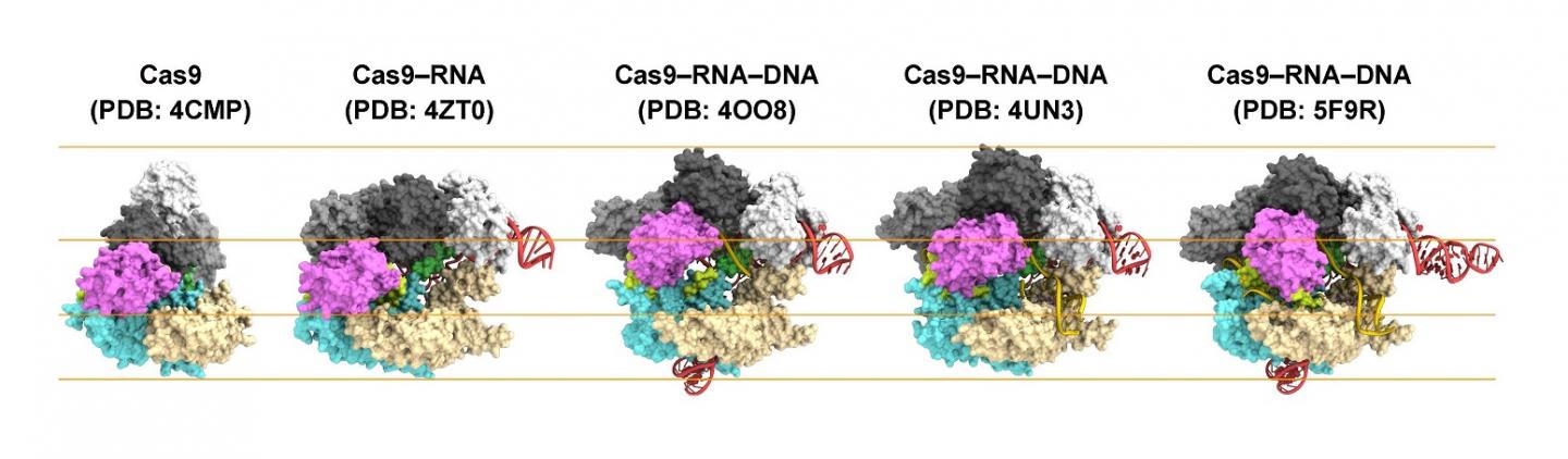 Figure 1: Structures of Cas9