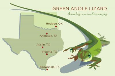 Green Anole Lizard Responds to Extreme Weather in the South