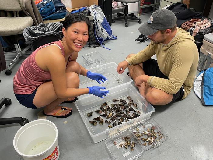 Ho Yan Yeung and Thomas Koch inspecting snails