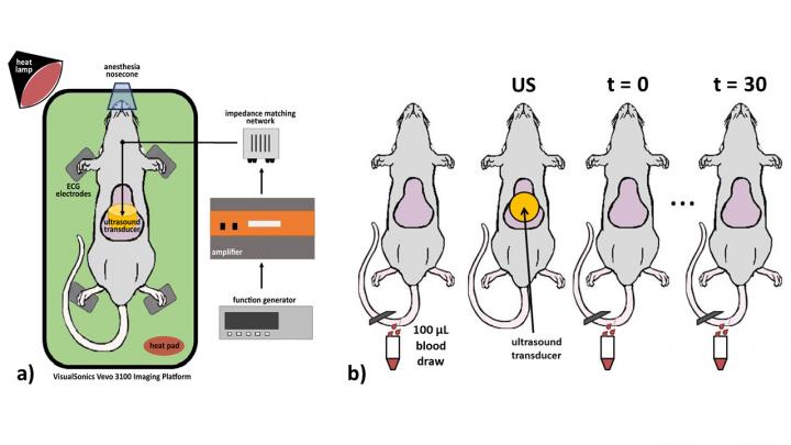 Experimental Setup