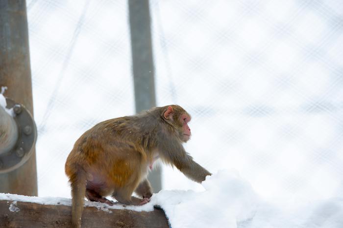 Monkey in the snow