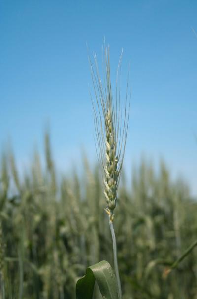 Genome of a Wheat-Eater