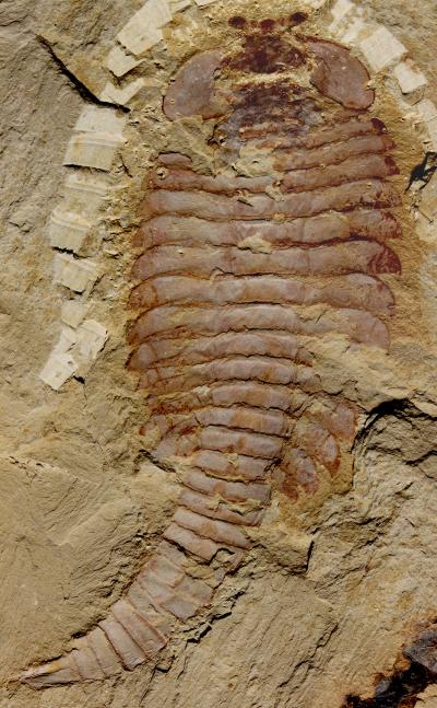 A 520-Million-Year-Old <em>Fuxianhuia protensa</em> Fossil