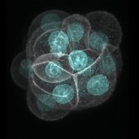 Solving the Mystery of Defective Embryos