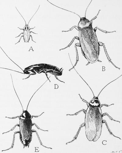 Cockroach Species