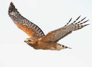 Red-shouldered Hawk (Buteo lineatus)