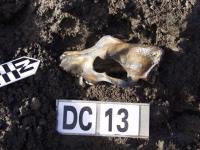 Skull of a Dog Found on Zhokhov Site