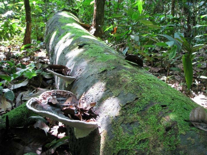 A dead tree trunk in the Peruvian Amazon