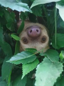 Sloth metabolism may make survival untenable under climate change scenarios