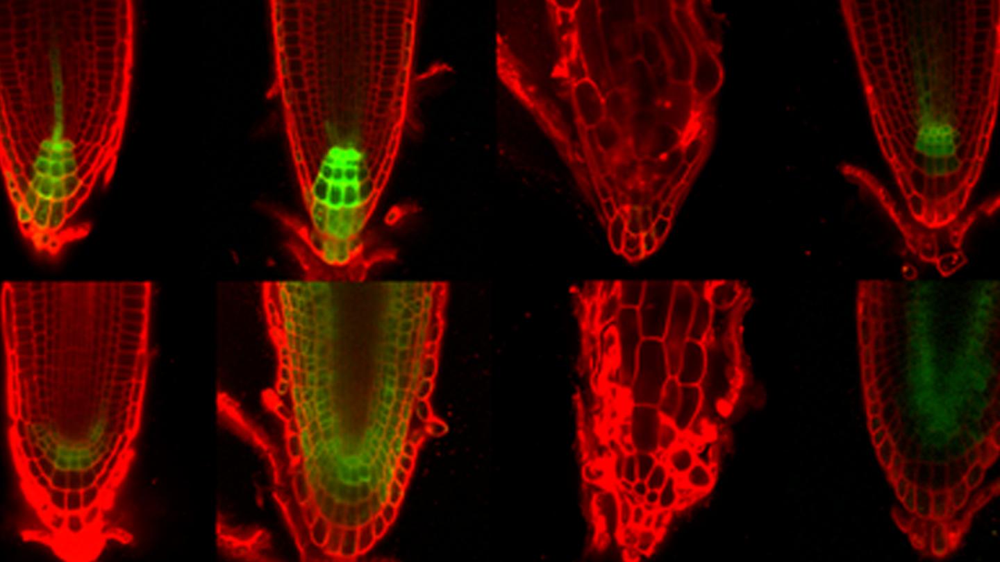 Local Auxin Production Key to Plant Development