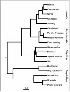 Primate phylogeny showing the eighteen species sampled in this study. The scale bar for the branch lengths represents 10 million years of evolution.