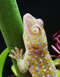 A Tokay Gecko Clings to Leaf Stem Wet with Water Droplets