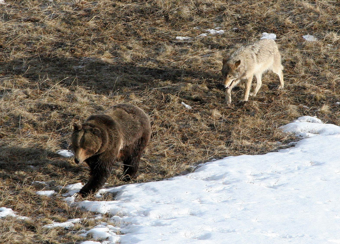 Yellowstone Bear and Wolf