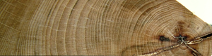 tree rings