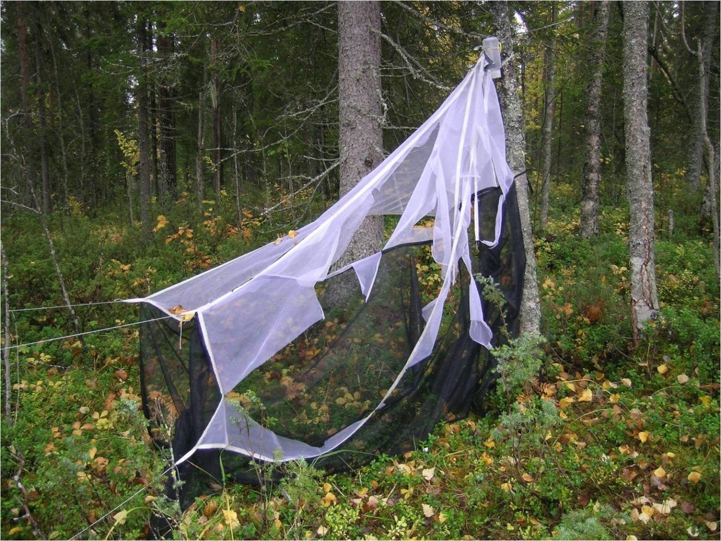Malaise Trap Destroyed by a Bull Moose