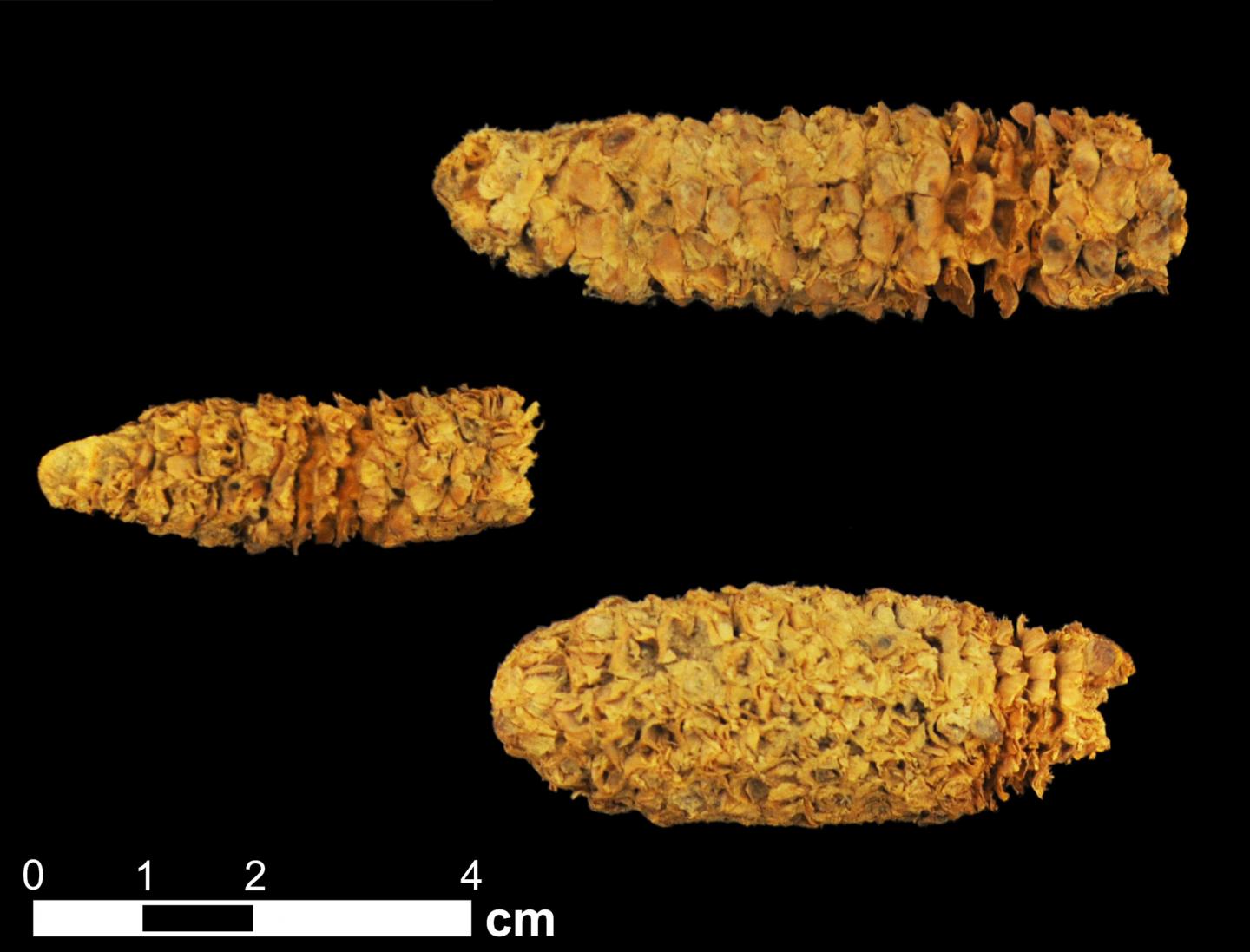 Archaeological maize cobs from the El Gigante rock shelter, Honduras.