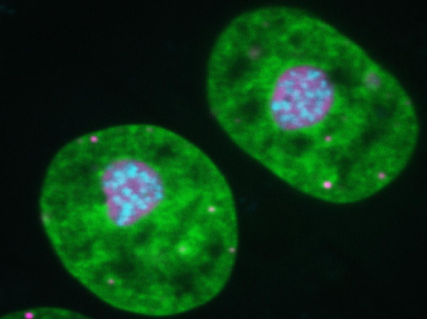 Human Cell Nucleus