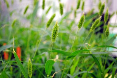 Bioenergy Grasses