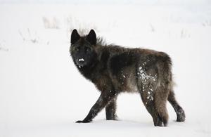 Wolf in Lamar Valley, Yellowstone National Park