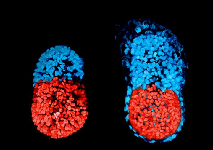 Comparison of Stem Cell-Modeled Embryo and Embryo Cultured