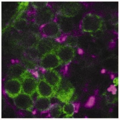 Neurons in the Fly Brain