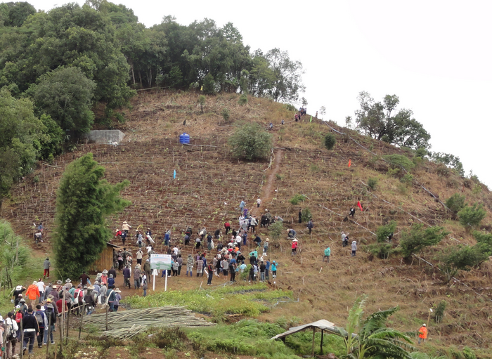 2 Billion New Trees: Suzano, Santander Launch Massive Planting Push in  Brazil - Bloomberg