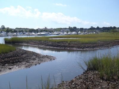 Die-off along Ditches, Cape Cod Salt Marsh