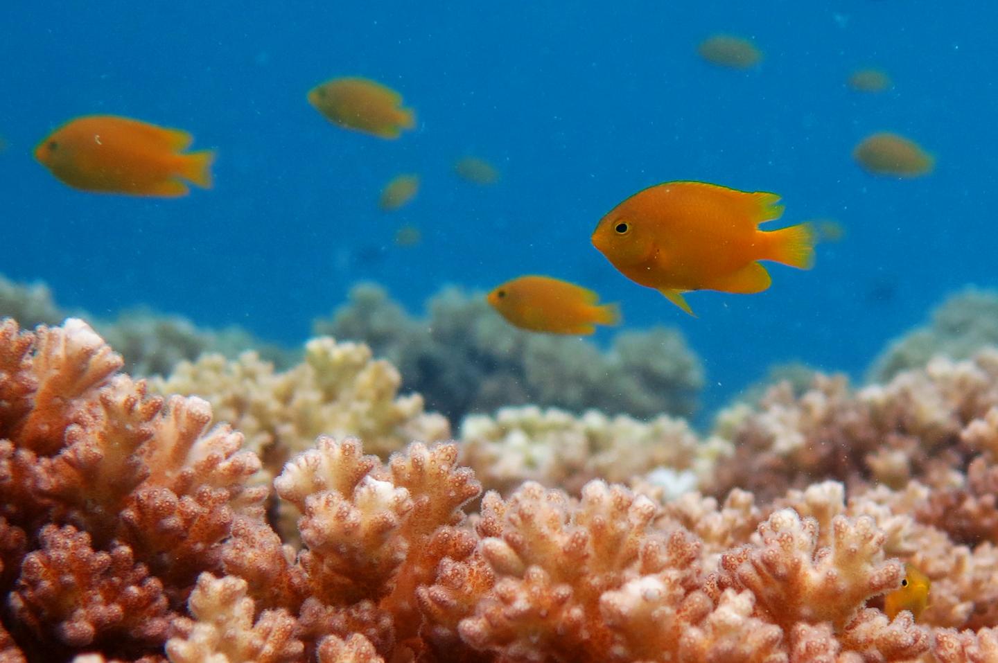Lemon Damsel Fish in Coral