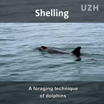 Dolphin shelling