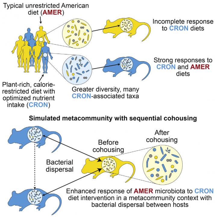 Microbiota Responses to Diet Interventions