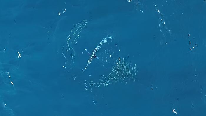 Drone image of the prey-predator system