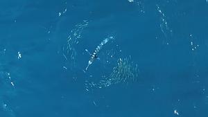 Drone image of the prey-predator system