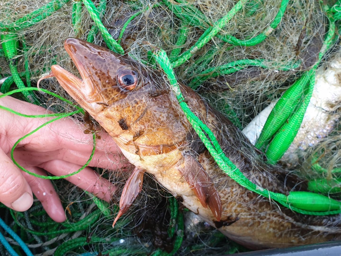 A Baltic Sea Cod