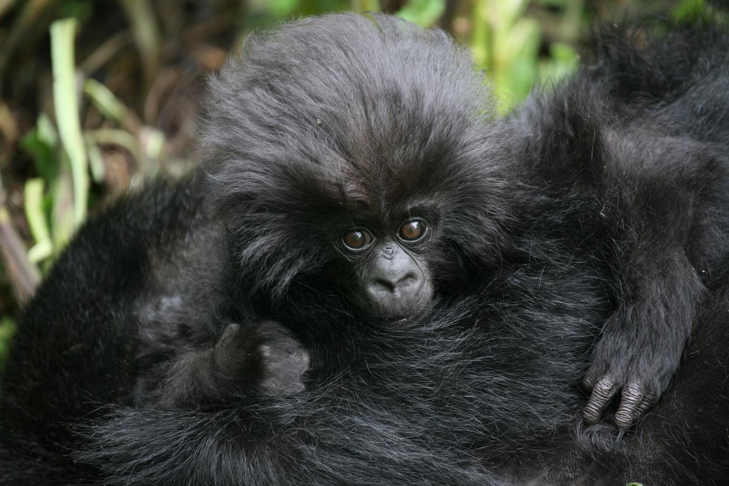 Mountain Gorilla Infant